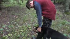 Гуляем с собакой в лесу и СОБИРАЕМ ГРИБЫ!