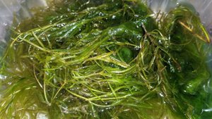 Убрала из аквариума часть Наяса