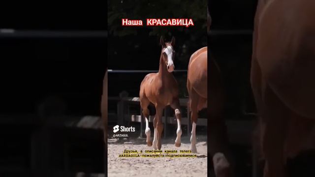 Наша красотка.