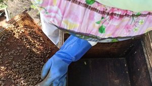 Пересадка в улей третьего ночного роя  Часть четвертая