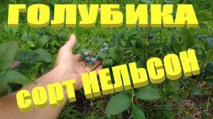 Голубика высокорослая сорта.Сорт голубики Нельсон