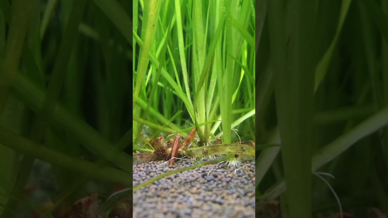 Вкусная таблетка смотреть онлайн