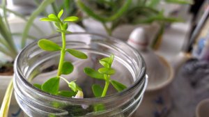 Поставила растения на подоконник. Зацвела бакопа