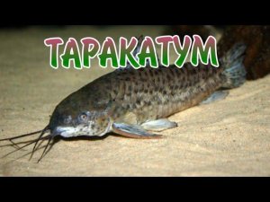 ТАРАКАТУМ. СОДЕРЖАНИЕ И РАЗВЕДЕНИЕ.