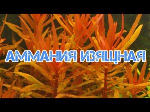 АММАНИЯ ИЗЯЩНАЯ. СОДЕРЖАНИЕ В АКВАРИУМЕ