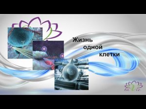 Жизнь одной  клетки