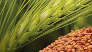 Обработка протравителями поля Редиго vs Оплод Трио