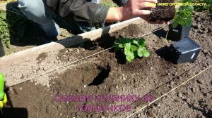 Посадка клубники в открытый грунт из горшков.Рассада клубники ЗКС