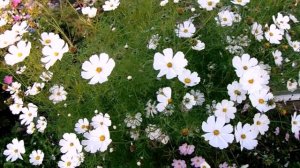 Космея - Уход и Размножение. Безрассадный Способ Выращивания на Урале .