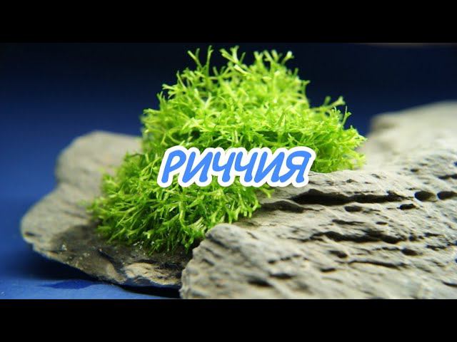 РИЧЧИЯ. СОДЕРЖАНИЕ В АКВАРИУМЕ. смотреть онлайн