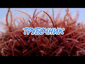 ВСЕ ЧТО НУЖНО ЗНАТЬ О КОРМЛЕНИЕ ТРУБОЧНИКОМ