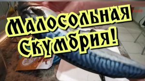 Малосольная скумбрия! Как солить скумбрию?