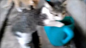 Кошки пьют воду из лейки
