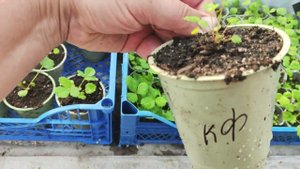 Рассада клубники в виде клонов после микроклонарного размножение сорта Фурор.