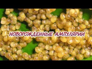 НОВОРОЖДЕННЫЕ УЛИТКИ АМПУЛЯРИИ
