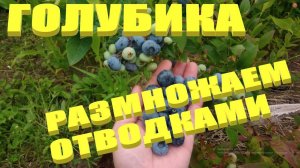 ГОЛУБИКА САДОВАЯ.РАЗМНОЖЕНИЕ ГОЛУБИКИ