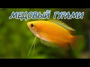 МЕДОВЫЙ ГУРАМИ. СОДЕРЖАНИЕ И РАЗВЕДЕНИЕ.