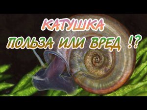 УЛИТКА КАТУШКА. ПОЛЬЗА ИЛИ ВРЕД !? КАК ИЗБАВИТЬСЯ ОТ КАТУШЕК ?