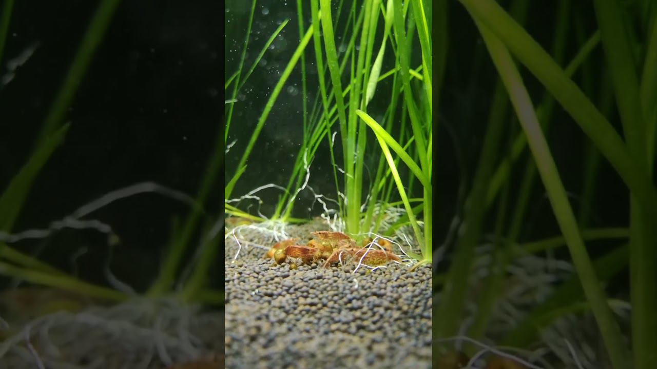 Вышли на пастбище смотреть онлайн