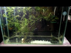 Засыпка грунта в запущенный аквариум