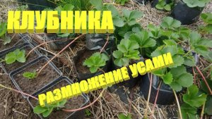 Размножение клубники.Размножение клубники усами летом