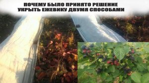 Как укрыть ежевику на зиму.Почему было принято решение укрыть двумя способами