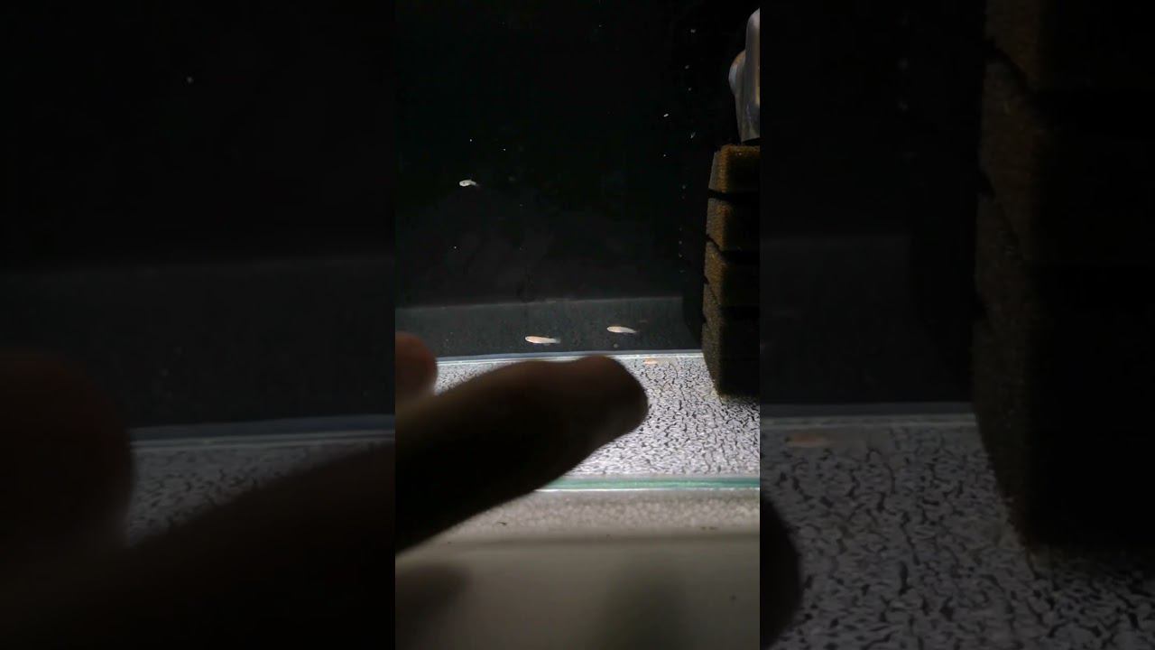 Мальки киифиш 1 месяц смотреть онлайн