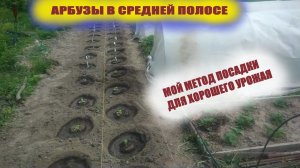 Посадка арбуза и дыни в открытый грунт.Проще некуда