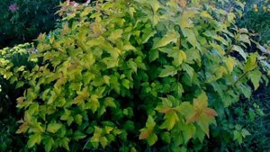 Выращивание и Уход на Урале за многолетним кустарником - Пузыреплодник.