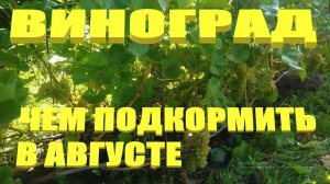Подкормка винограда.Чем подкормить виноград в августе