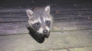 Крошка Енот  во Владимирово