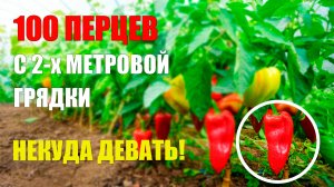 Опыт садовода. Кормилица Микориза.  Перец. Баклажан. Теплица.