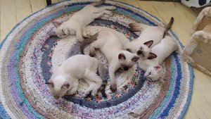 Тайские котята