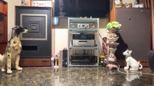 Sansui au-x1111mos vintage vs Pioneer s-f1