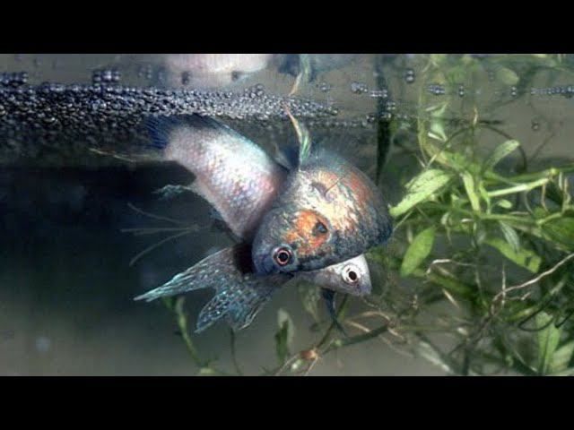 Отнерестил мраморных гурами смотреть онлайн