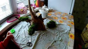 Мох на коряге