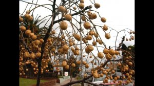 Картофельное дерево