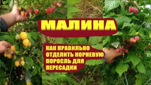 Размножение малины.Корневые отпрыски
