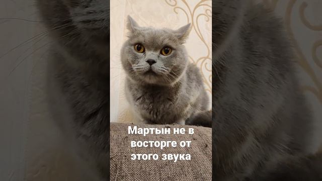 Мартын ругается #lossya#cats#cat