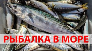 Рыбалка в чёрном море. Кабардинка