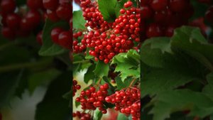 "Балан ачы шул балам". Альфиря Гайнуллина. 
Сүзе һәм кое: Альфиря Гайнуллина.