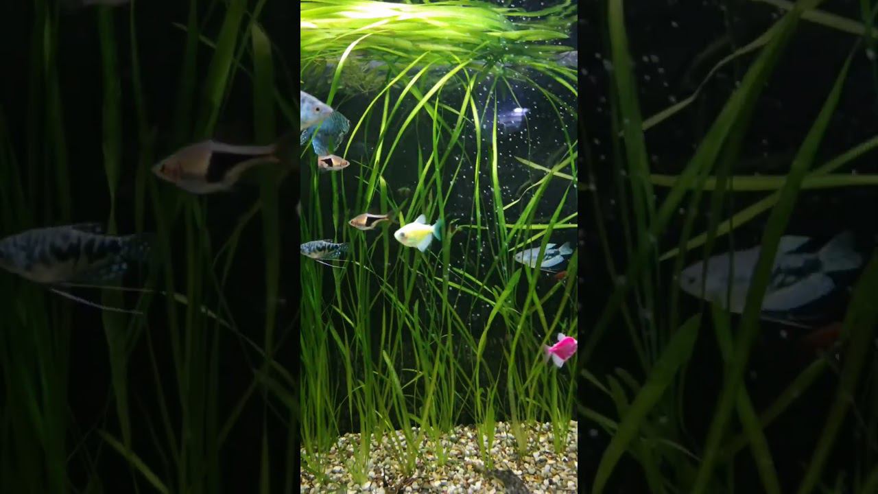 Вечерний релакс смотреть онлайн