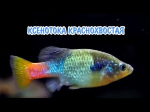 КСЕНОТОКА КРАСНОХВОСТАЯ. ЖИВОРОДЯЩАЯ АКВАРИУМНАЯ РЫБКА.