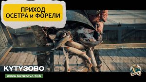 ПРИХОД ФОРЕЛИ И ОСЕТРА 26.09.2024
