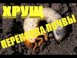 Метод борьбы с хрущем.Хрущ вредитель огородов