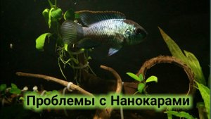 Проблемы с нанокарами