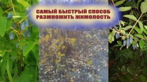 Как размножить жимолость своими руками.Проверенный и надежный метод для начинающих