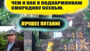 Подкормка смородины осенью.Чем подкормить смородину и как