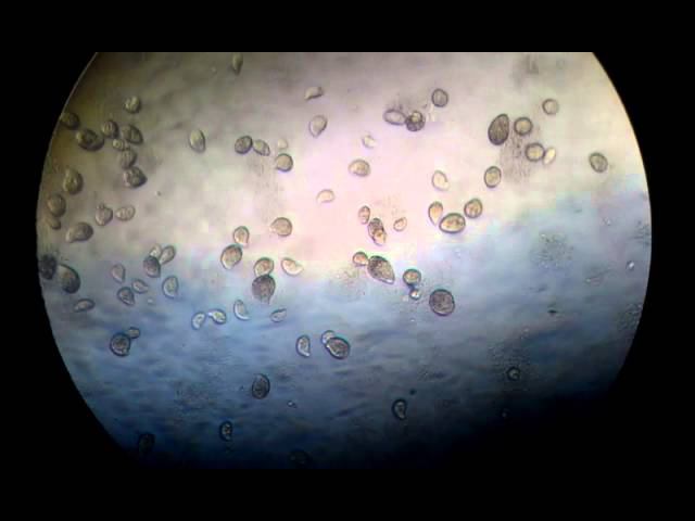 Микромир под микроскопом!