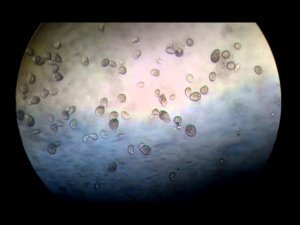 Микромир под микроскопом!